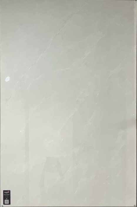 ENCILLIA BIANCO In a room